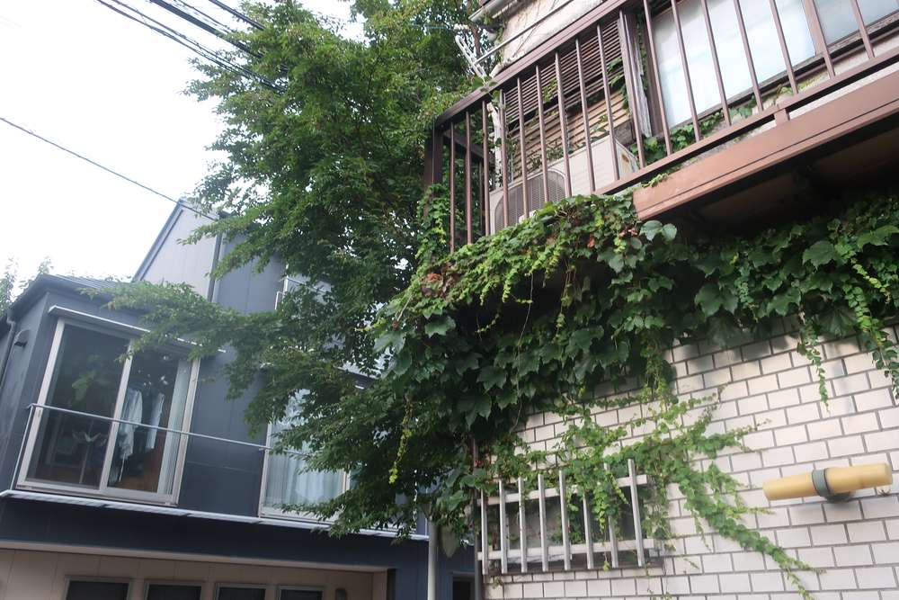 角の緑
