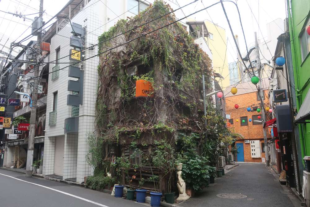 角の緑