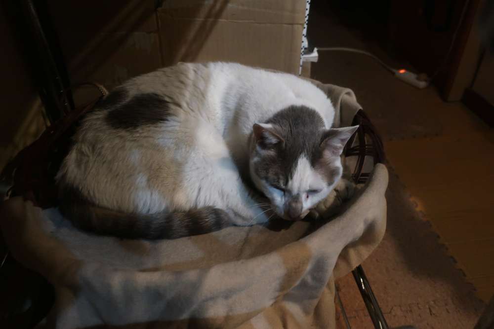 ねこ