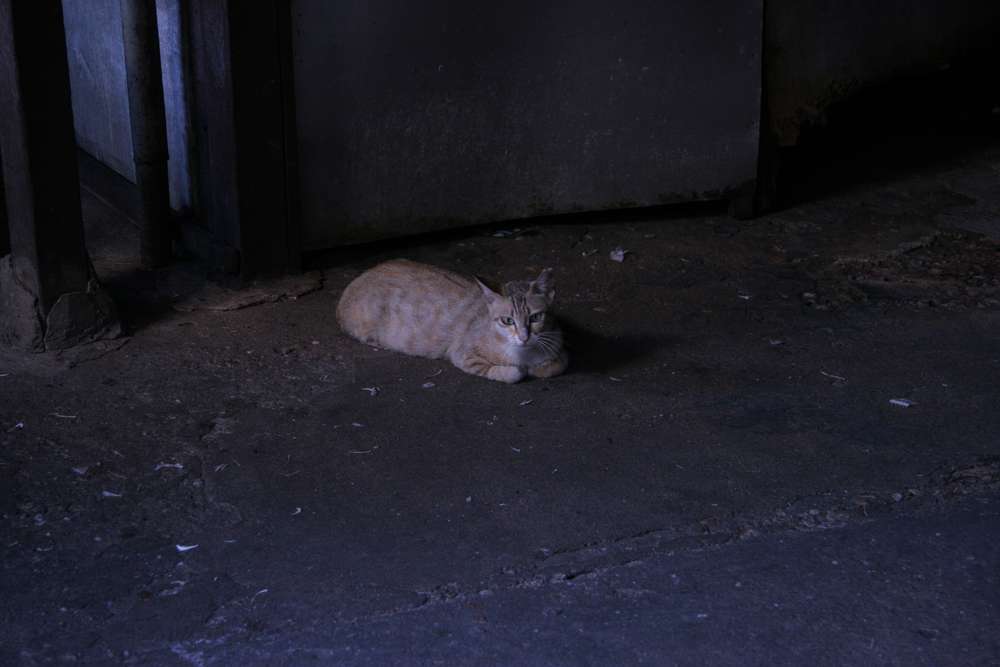 ねこ