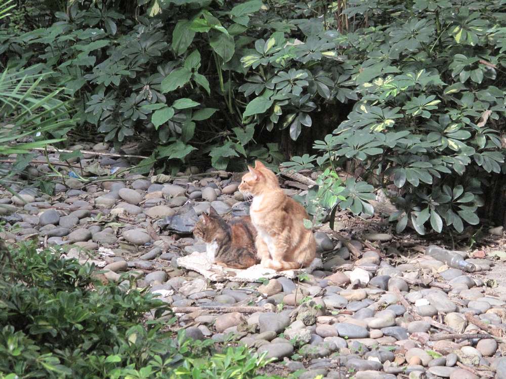 ねこ
