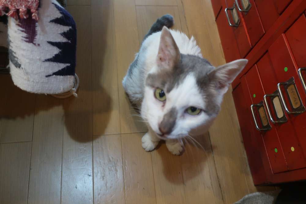 ねこ