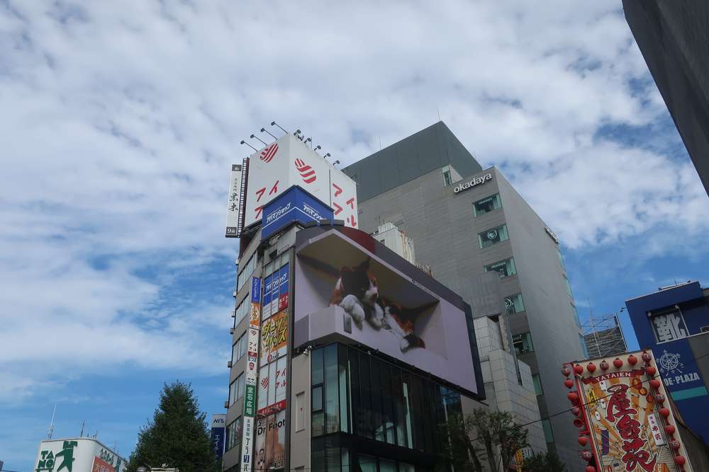 ねこ