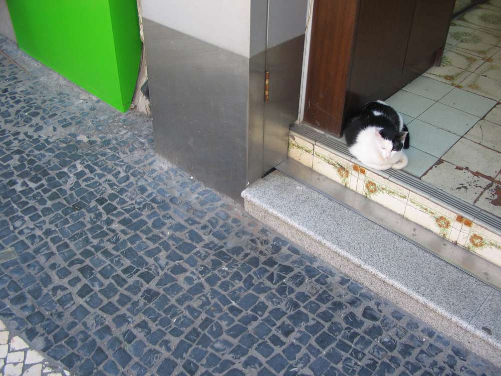 ねこ