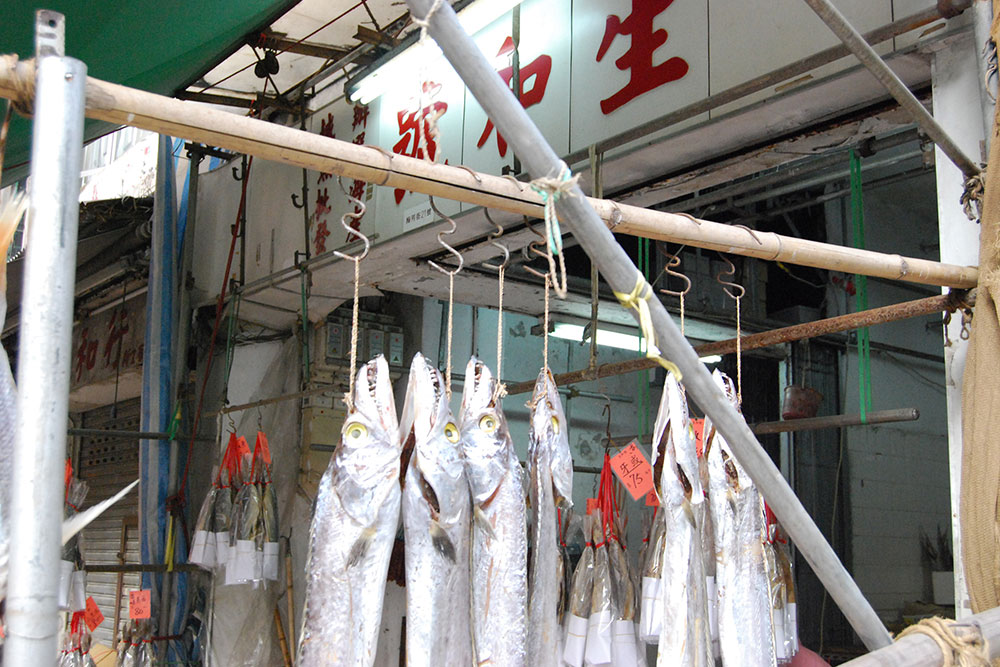 白い生き物 3
